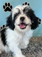 WHITNEY, a female Cavachon for sale in Pembroke, KY – 1 of 10