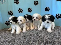 TANNER, a male Cavachon for sale in Bowling Green, KY – 5 of 5