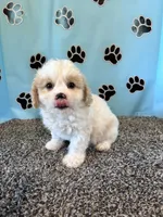MANDY, a female Cavachon for sale in Herndon, KY – 7 of 9
