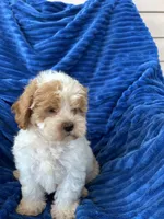 DOLLY, a female Shihpoo for sale in Pembroke, KY – 9 of 10