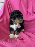 WALTER, a male Miniature Bernedoodle for sale in Bowling Green, KY – 9 of 10
