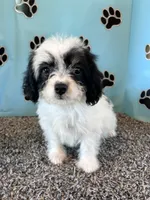 WHITNEY, a female Cavachon for sale in Pembroke, KY – 5 of 10