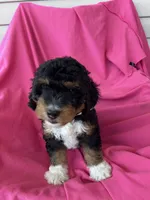 WALTER, a male Miniature Bernedoodle for sale in Bowling Green, KY – 5 of 10