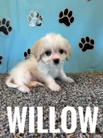 WILLOW, a female Cavachon for sale in Bowling Green, KY – 5 of 5