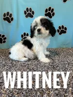 WHITNEY, a female Cavachon for sale in Bowling Green, KY – 5 of 5