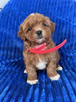RUBY, a female Shihpoo for sale in Bowling Green, KY – 5 of 9