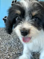 WANDA, a female Cavachon for sale in Pembroke, KY – 9 of 9