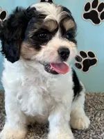 DIXIE, a female Cavachon for sale in Herndon, KY – 4 of 10