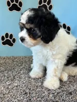 DIXIE, a female Cavachon for sale in Herndon, KY – 6 of 10