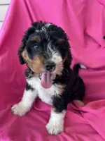RUSTY, a male Miniature Bernedoodle for sale in Bowling Green, KY – 4 of 10