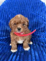 RUBY, a female Shihpoo for sale in Bowling Green, KY – 4 of 9