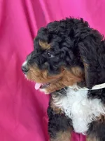 WALTER, a male Miniature Bernedoodle for sale in Bowling Green, KY – 6 of 10
