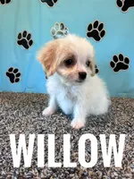 WILLOW, a female Cavachon for sale in Bowling Green, KY – 4 of 5