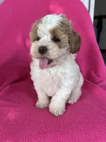 DOLLY, a female Shihpoo for sale in Bowling Green, KY – 3 of 6
