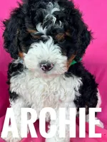 ARCHIE, a male Miniature Bernedoodle for sale in Bowling Green, KY – Photo 1 of 3