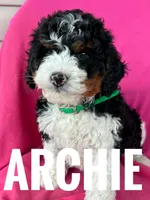 ARCHIE, a male Miniature Bernedoodle for sale in Bowling Green, KY – Photo 3 of 3