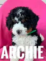 ARCHIE, a male Miniature Bernedoodle for sale in Bowling Green, KY – Photo 2 of 3