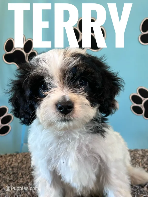 TERRY – Cavachon puppy for sale in Bowling Green, KY