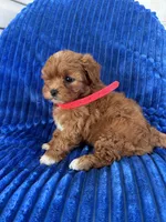 RUBY, a female Shihpoo for sale in Bowling Green, KY – 2 of 9