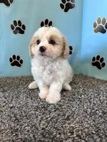 MANDY, a female Cavachon for sale in Herndon, KY – 6 of 9