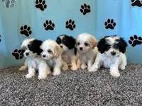TERRY, a male Cavachon for sale in Bowling Green, KY – 2 of 4