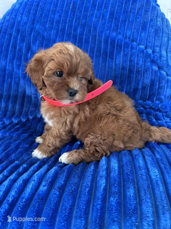 RUBY – Shihpoo puppy for sale in Bowling Green, KY