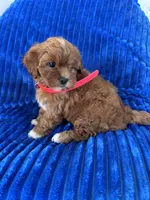 RUBY, a female Shihpoo for sale in Bowling Green, KY – 1 of 9