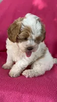 DOLLY, a female Shihpoo for sale in Bowling Green, KY – 6 of 6