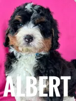 ALBERT, a male Miniature Bernedoodle for sale in Bowling Green, KY – Photo 1 of 4