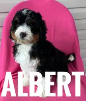 ALBERT, a male Miniature Bernedoodle for sale in Bowling Green, KY – Photo 2 of 4