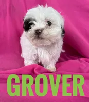 GROVER, a male Shihpoo for sale in Bowling Green, KY – Photo 1 of 4