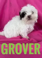 GROVER, a male Shihpoo for sale in Bowling Green, KY – Photo 2 of 4