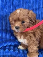 RUBY, a female Shihpoo for sale in Bowling Green, KY – 7 of 9