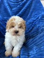 DOLLY, a female Shihpoo for sale in Pembroke, KY – 8 of 10