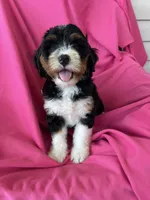 BUBBLES, a female Miniature Bernedoodle for sale in Bowling Green, KY – 9 of 9
