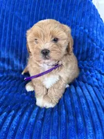 PENNY, a female Shihpoo for sale in Bowling Green, KY – 5 of 10