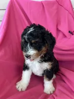 RUSTY, a male Miniature Bernedoodle for sale in Bowling Green, KY – 5 of 10