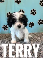 TERRY, a male Cavachon for sale in Bowling Green, KY – 3 of 4