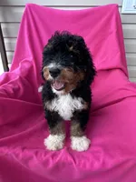 WALTER, a male Miniature Bernedoodle for sale in Herndon, KY – 10 of 10