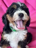GRETA, a female Miniature Bernedoodle for sale in Bowling Green, KY – 6 of 10
