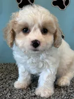 MANDY, a female Cavachon for sale in Herndon, KY – 8 of 9