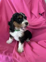 GRETA, a female Miniature Bernedoodle for sale in Bowling Green, KY – 5 of 10
