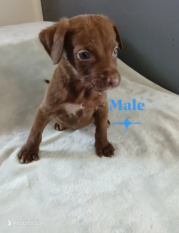 Charlie – American Pit Bull Terrier, Goldador puppy for sale in Ahoskie, NC