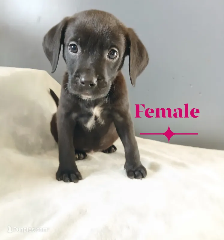 Tiny – American Pit Bull Terrier, Goldador puppy for sale in Ahoskie, NC