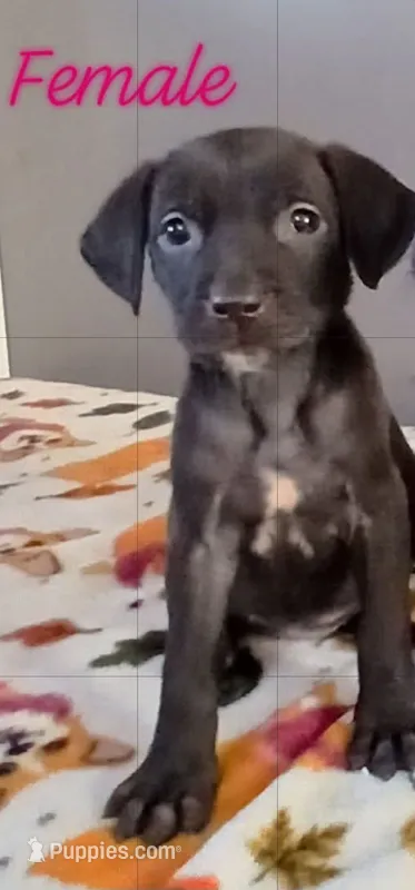 Lacey – American Pit Bull Terrier, Goldador puppy for sale in Ahoskie, NC