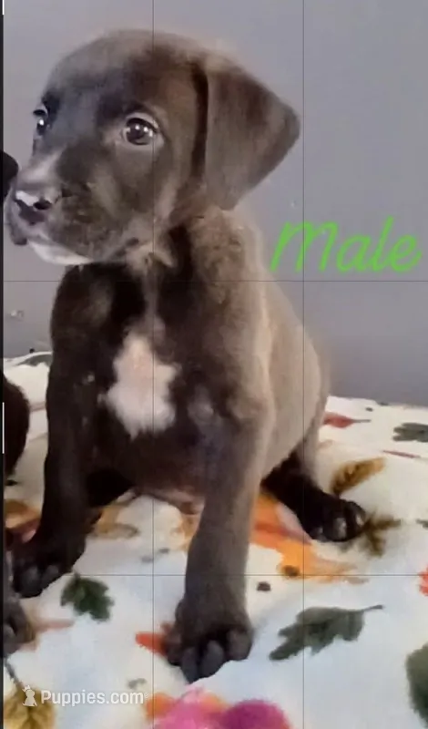 Cole – American Pit Bull Terrier, Goldador puppy for sale in Ahoskie, NC
