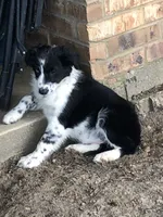 Rhea, a female Australian Shepherd for sale in Gilmer, TX – 2 of 4
