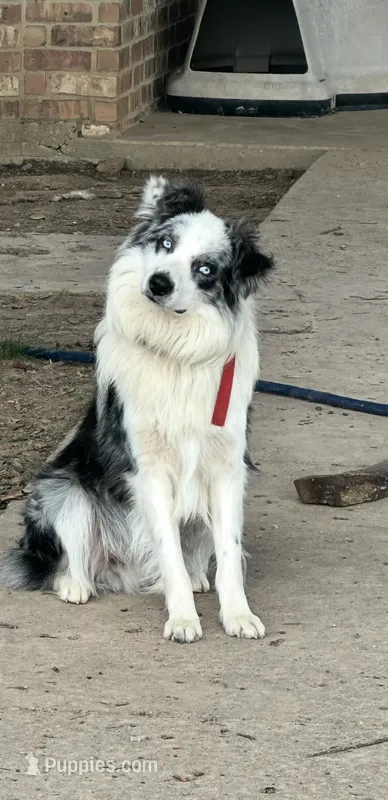 Atlas – Australian Shepherd puppy for sale in Gilmer, TX