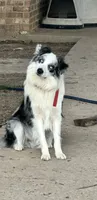 Atlas, a male Australian Shepherd for sale in Gilmer, TX – 1 of 3