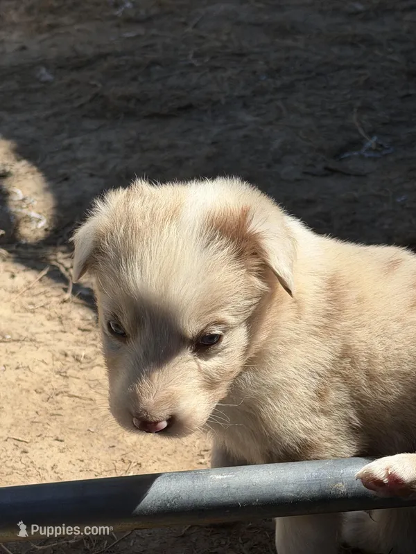 Red Merle  – Australian Shepherd puppy for sale in Gilmer, TX